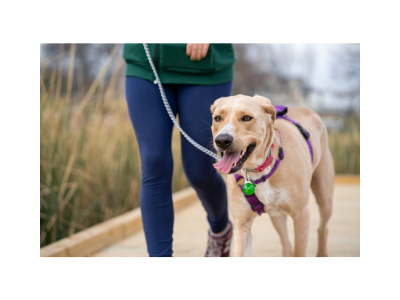 Experienced pet sitter in Columbus