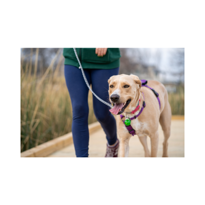 Experienced pet sitter in Columbus